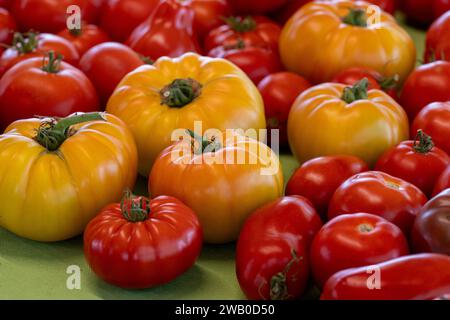 Une exposition de diverses tomates fraîches récoltées pour la vente dans une épicerie. Le produit est de couleur vive jaune, rouge et orange avec une peau ferme et brillante. Banque D'Images