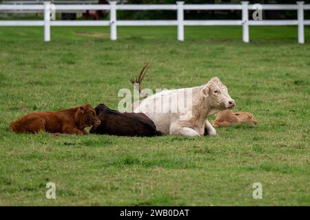 Plusieurs petits bébés vaches ou veaux domestiques couchés dans une prairie herbeuse verte avec une clôture en bois blanc. Les animaux de la grange ont une fourrure brune et blanche. Banque D'Images