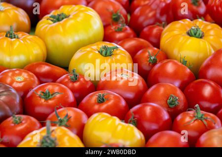 Une exposition de diverses tomates fraîches récoltées pour la vente dans une épicerie. Le produit est de couleur jaune, rouge et orange vibrante avec une peau ferme et brillante. Banque D'Images