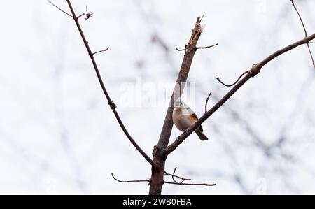 Oiseau Titmouse touffeté perché sur un arbre Banque D'Images