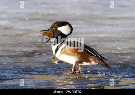 Un canard Merganser à capuche debout sur la glace avalant une grosse langouste qu'il a pêchée hors de l'eau. Banque D'Images