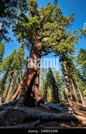 Le parc national de Yosemite abrite trois bosquets d'impressionnants séquoias géants. Les séquoias géants sont une espèce emblématique, étant parmi les plus rares, anciennes Banque D'Images