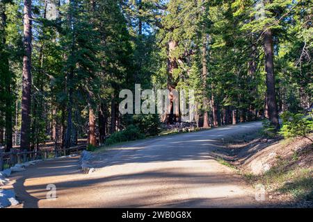 Le parc national de Yosemite abrite trois bosquets d'impressionnants séquoias géants. Les séquoias géants sont une espèce emblématique, étant parmi les plus rares, anciennes Banque D'Images