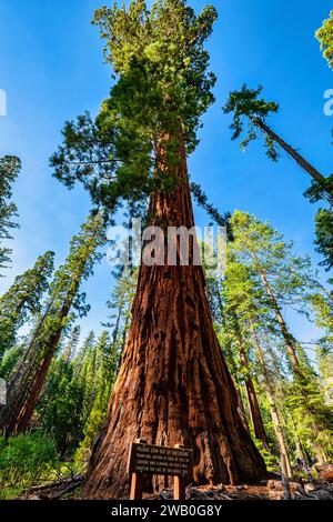 Le parc national de Yosemite abrite trois bosquets d'impressionnants séquoias géants. Les séquoias géants sont une espèce emblématique, étant parmi les plus rares, anciennes Banque D'Images