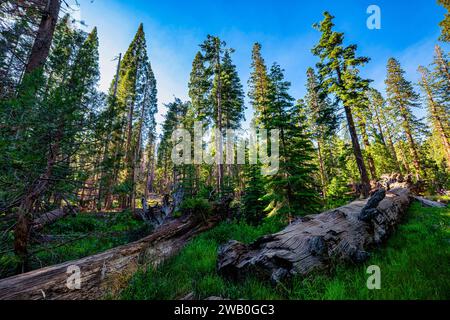 Le parc national de Yosemite abrite trois bosquets d'impressionnants séquoias géants. Les séquoias géants sont une espèce emblématique, étant parmi les plus rares, anciennes Banque D'Images