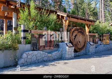 Le parc national de Yosemite abrite trois bosquets d'impressionnants séquoias géants. Les séquoias géants sont une espèce emblématique, étant parmi les plus rares, anciennes Banque D'Images