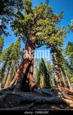 Le parc national de Yosemite abrite trois bosquets d'impressionnants séquoias géants. Les séquoias géants sont une espèce emblématique, étant parmi les plus rares, anciennes Banque D'Images