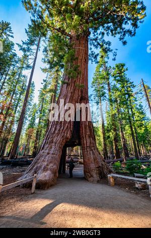 Le parc national de Yosemite abrite trois bosquets d'impressionnants séquoias géants. Les séquoias géants sont une espèce emblématique, étant parmi les plus rares, anciennes Banque D'Images