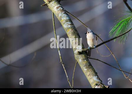 Oiseau Titmouse touffeté perché sur un arbre Banque D'Images