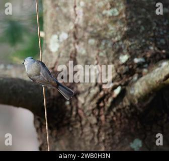 Oiseau Titmouse touffeté perché sur un arbre Banque D'Images