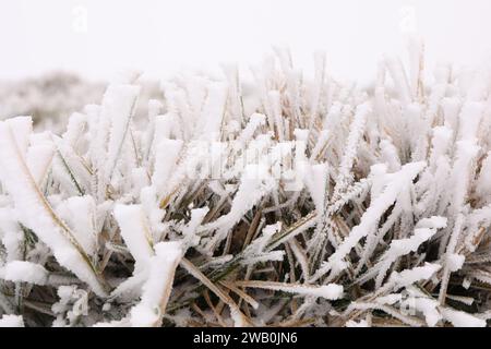Lames d'herbe couvertes de neige à l'extérieur le jour de l'hiver, gros plan Banque D'Images