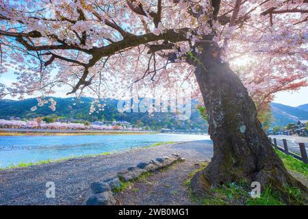 Kyoto, Japon - Mars 29 2023 : Pont de Togetsukyo qui traverse la rivière Katsura avec une floraison pittoresque de cerisiers en fleurs au printemps Banque D'Images