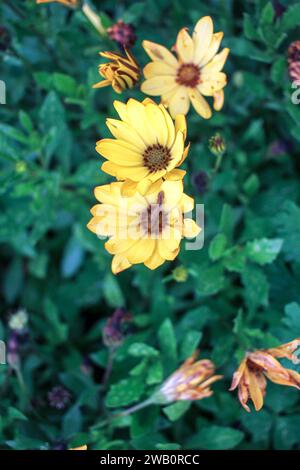 Palette de la nature : un kaléidoscope de fleurs printanières Banque D'Images