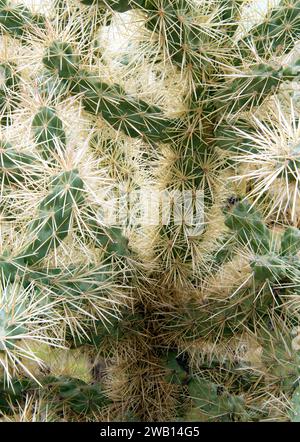 Gros plan d'un cactus cholla dans les montagnes Superstition, Arizona. Banque D'Images