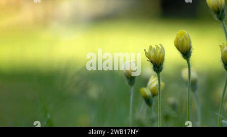 Champ grouillant de marguerites jaunes au milieu d'un cadre verdoyant, les longues tiges vertes minces soutiennent les fleurs et les bourgeons qui semblent frapper contre le bl Banque D'Images