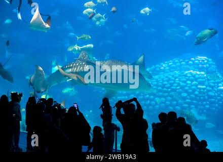 Chimelong Ocean Kingdom, intérieur du plus grand aquarium du monde, Zhuhai, province du Guangdong, Chine. Banque D'Images