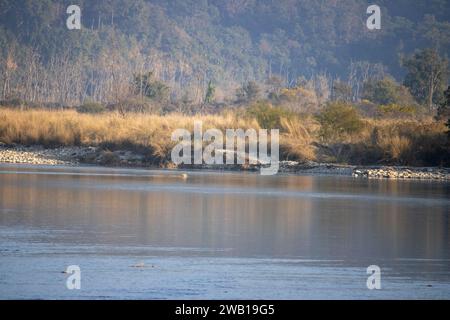 La beauté pittoresque de Uttarakhand, lions traversant gracieusement la rivière.image de haute qualité Banque D'Images