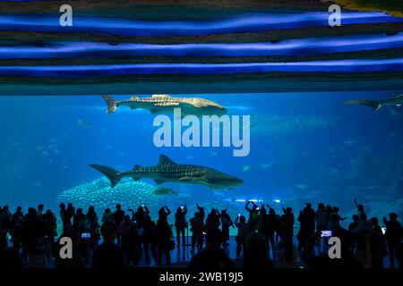 Chimelong Ocean Kingdom, intérieur du plus grand aquarium du monde, Zhuhai, province du Guangdong, Chine. Banque D'Images