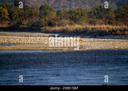 La beauté pittoresque de Uttarakhand, lions traversant gracieusement la rivière.image de haute qualité Banque D'Images