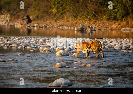 La beauté pittoresque de Uttarakhand, lions traversant gracieusement la rivière.image de haute qualité Banque D'Images