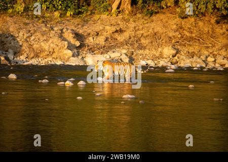 La beauté pittoresque de Uttarakhand, lions traversant gracieusement la rivière.image de haute qualité Banque D'Images