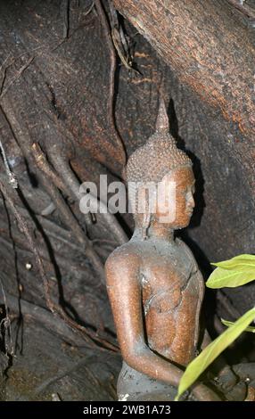 Une petite statue de Bouddha se place sur le tronc d'un vieux arbre à Bangkok, en Thaïlande. Banque D'Images