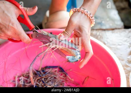 La main d'une femme coupe les tentacules, les bras, les jambes d'une crevette de rivière. Banque D'Images