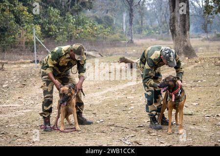 Dehradun,Uttarakhand Inde-août 17 2023- le voyage de formation inspirant des chiens avec l'armée en Inde.image de haute qualité Banque D'Images