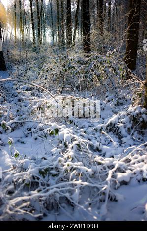 Zone ouverte avec des buissons envahis dans une forêt d'hiver enneigée. Photo de fond avec rétro-éclairage et flou des arbres et des rayons du soleil en arrière-plan Banque D'Images