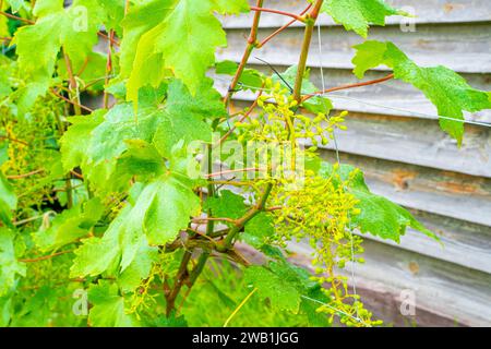 Grappes avec raisins germinaux en gros plan. La naissance des raisins dans le vignoble Banque D'Images