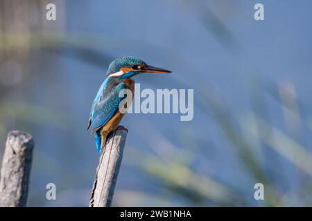 martin-pêcheur commun, Alcedo atthis, perché sur une branche d'arbre, Delta de l'Èbre, Catalogne, Espagne Banque D'Images