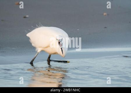 Petit égretm, Egretta garzetta, pêche, Delta de l'Èbre, Catalogne, Espagne Banque D'Images