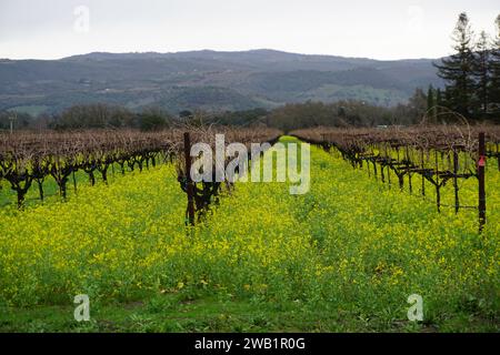 vue sur les vignobles des vallées de napa et sonoma, ca, usa en hiver avec des fleurs de moutarde jaune Banque D'Images