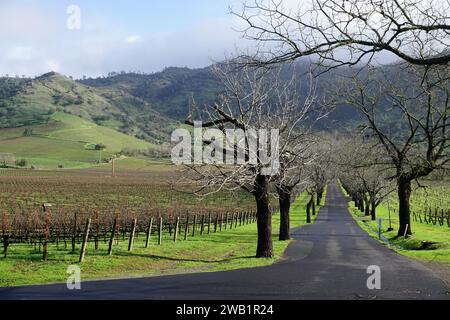 vue sur les vignobles des vallées de napa et sonoma, ca, usa en hiver Banque D'Images