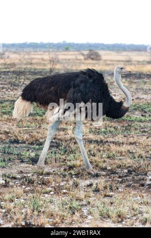 Autruche africaine (Struthio camelus) dans la savane dans le parc national d'Etosha, oiseau animal, oiseau, autruche, plume, plumage, viande, marche, vie libre Banque D'Images