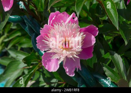 Gros plan d'une pivoine rose fleurie avec des feuilles vertes au soleil, bol de beauté avec des fleurs doubles, pivoine (Paeonia lactiflora), Bulgarie Banque D'Images