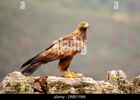 Un majestueux aigle à tête blanche perché au sommet d'un éperon rocheux, ses ailes se déploient et son regard fixé au loin Banque D'Images