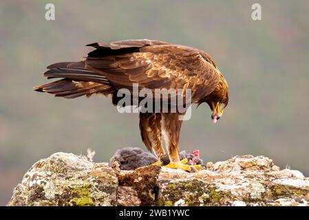 Un aigle royal mangeant un lapin, arpentant le majestueux paysage sauvage ci-dessous Banque D'Images