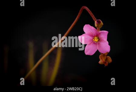 Photo macro de fleurs de Sundews (Drosera natalensis), Afrique du Sud Banque D'Images