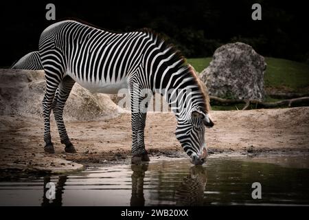 zèbre debout qui boit de l'eau au bord d'un lac Banque D'Images