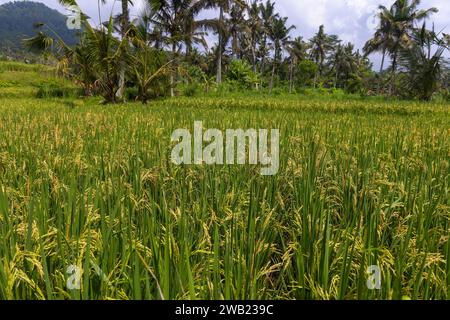 Rizières dans la région de Sidemen à Bali, Indonésie Banque D'Images