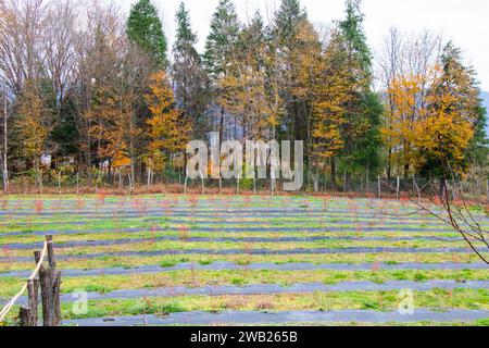Une vue panoramique sur un champ verdoyant de cultures et d'arbres d'automne Banque D'Images