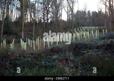 Arbres nouvellement plantés protégés par des gardes-arbres en plastique. Banque D'Images