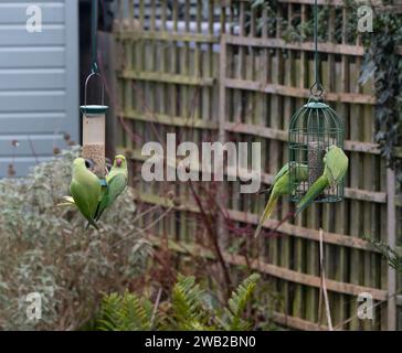 Wimbledon, Londres, Royaume-Uni. 8 janvier 2024. Wild Parakeets rivalisent pour une offre en baisse de nourriture pour oiseaux dans un jardin londonien alors que les températures chutent, avec le risque de neige plus tard. Crédit : Malcolm Park/Alamy Live News Banque D'Images