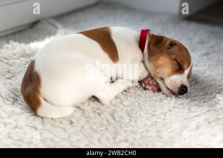 Chiot Jack Russel terrier de deux mois dormant sur le lit blanc dans sa maison Banque D'Images