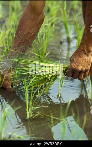 Indonésie, Java, Baduraden. Plantation de riz. Banque D'Images