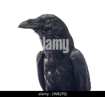 Corbeau noir gros plan. Oiseau isolé sur blanc Banque D'Images