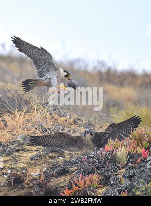 Maman apporte de la nourriture à l'oiseau bébé USA images PASSIONNANTES d'une mère faucon pèlerin attirant son jeune avec de la nourriture dans une tentative de lui apprendre à chasser étaient Banque D'Images
