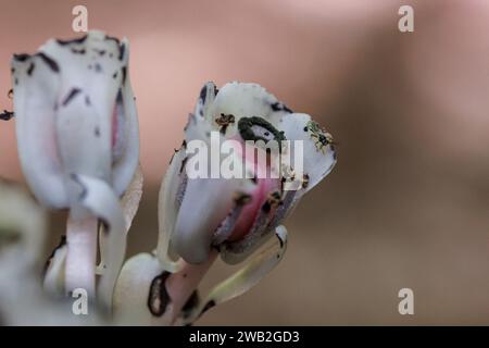 Monotropa uniflora fleurs à l'automne Banque D'Images