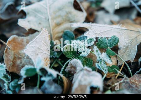 Gros plan des feuilles de trèfle couvertes de gel pendant l'hiver Banque D'Images